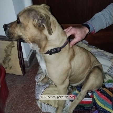 Foto 1/1 Perro encontrado Encontrado en Villa Sarmiento Partido De Moron
