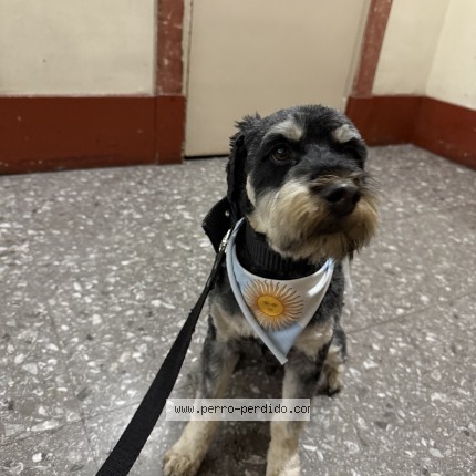 Foto 1/1 Harry Perro perdido en Balvanera
