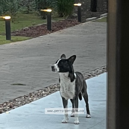 Foto 1/1 Perro encontrado Encontrado en Maldonado