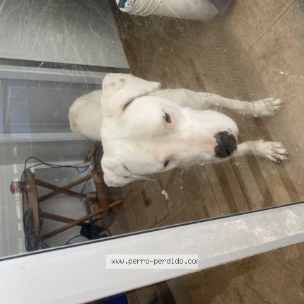Foto 1/1 Perro encontrado Encontrado en El Pinar
