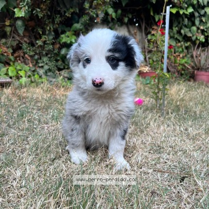 Foto 1/1 Maxi Perro perdido en Villarrica