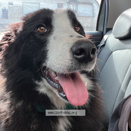 Foto 1/4 Perro encontrado Encontrado en Chascomus