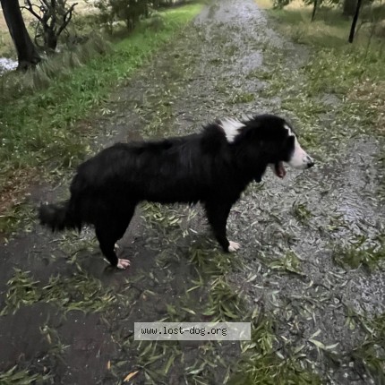 Foto 2/4 Perro encontrado Encontrado en Chascomus