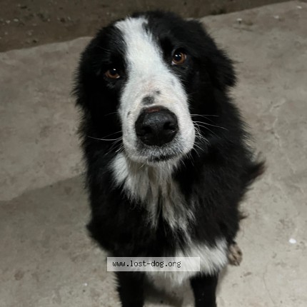 Foto 3/4 Perro encontrado Encontrado en Chascomus