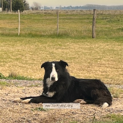 Foto 4/4 Perro encontrado Encontrado en Chascomus