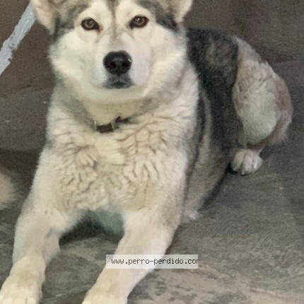 Foto 1/1 Perro encontrado Perdido en Guadalajara
