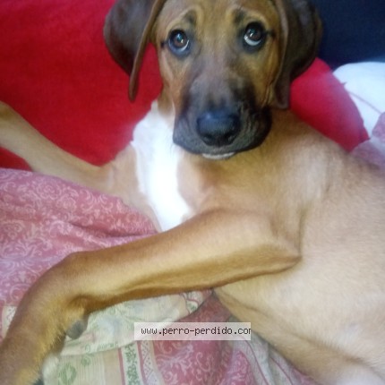 Foto 1/1 Canela Perro perdido en Conchali