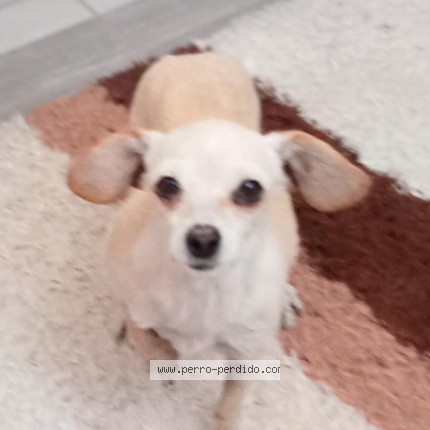 Foto 1/1 kandy Perro perdido en Puebla Zaragoza