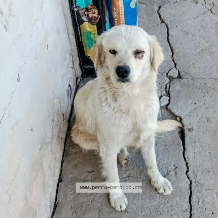 Foto 1/1 Perro encontrado Encontrado en Jose C Paz