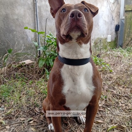 Foto 1/1 Perro encontrado Encontrado en Tres Arroyos