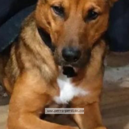 Foto 1/1 choco Perro perdido en Claypole