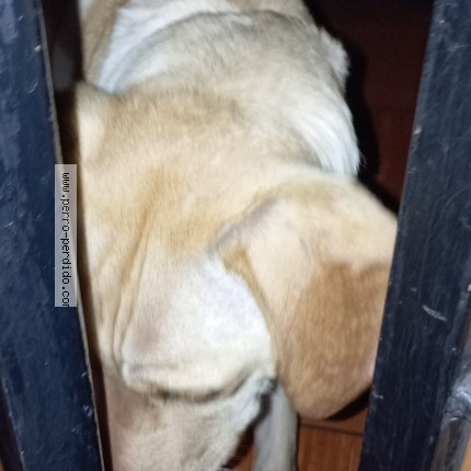 Foto de perro encontrado en Penalolen
