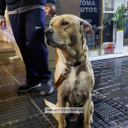 Foto 1/1 Perro encontrado Encontrado en Liniers