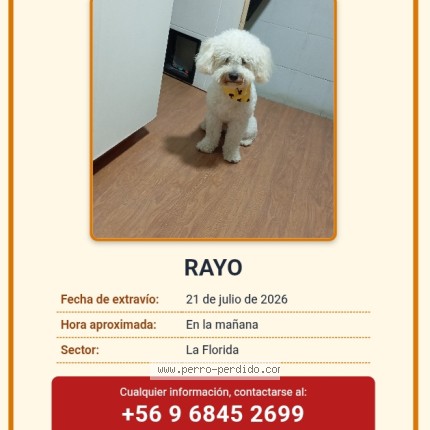 Foto 1/1 Rayo Perro perdido en Talca
