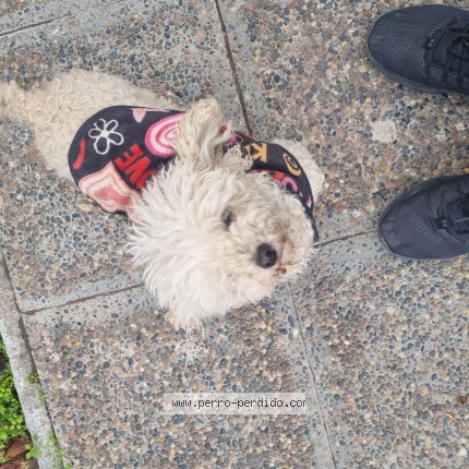 Foto 1/1 Perro encontrado Encontrado en Neuquen Capital