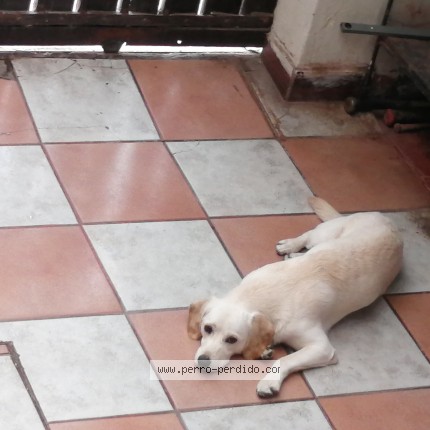 Foto 1/1 Docki Perro perdido en Pudahuel