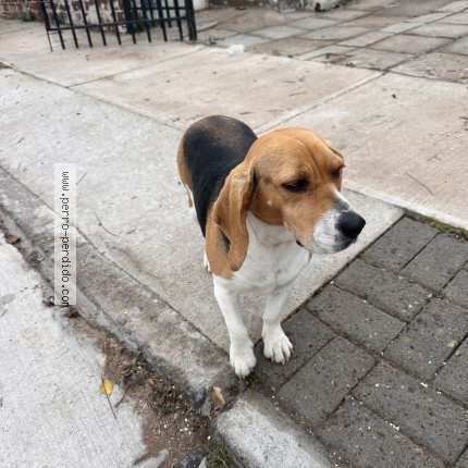 Foto 1/1 Perro encontrado Encontrado en Coquimbo