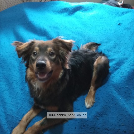 Foto 1/1 Perro encontrado Encontrado en Ciudad De Buenos Aires
