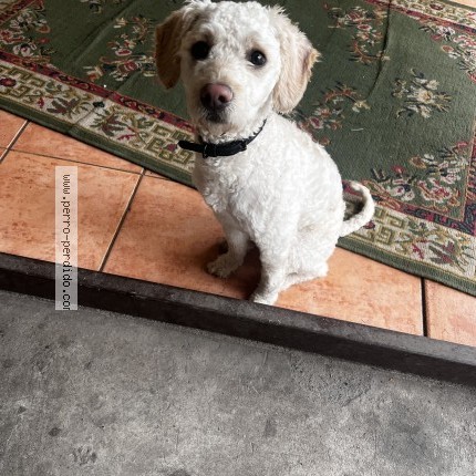 Foto 1/1 Perro encontrado Encontrado en Santiago
