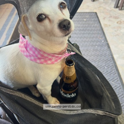 Foto 1/1 luna Perro perdido en Punta Azul Rosarito Mexico
