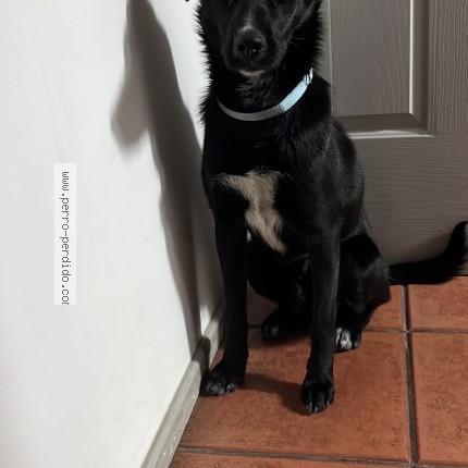 Foto 1/1 Perro encontrado Encontrado en Santiago