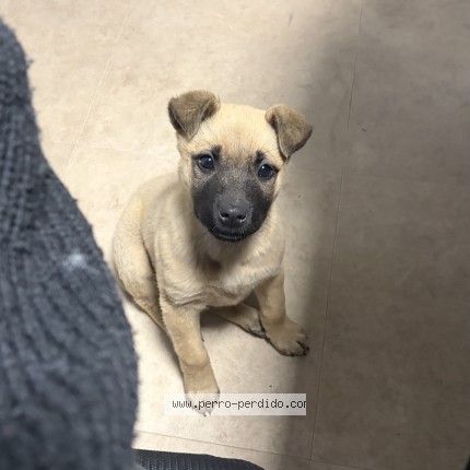Foto 1/1 Bruna Perro perdido en Canelones