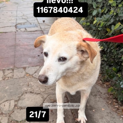 Foto 1/1 Perro encontrado Encontrado en Gran Buenos Aires