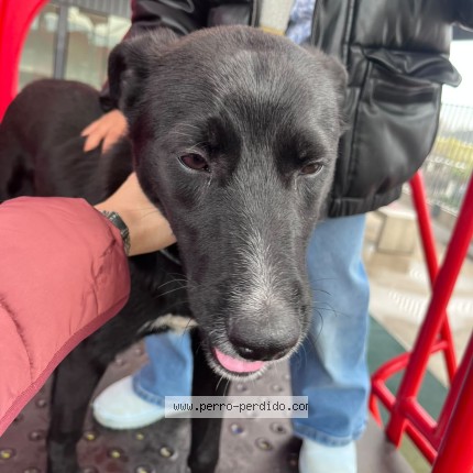 Foto de perro encontrado en Penalolen