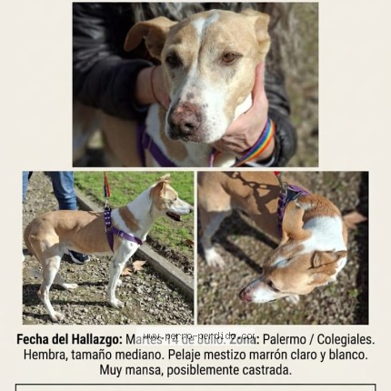 Foto 1/1 Perro encontrado Encontrado en C A B A