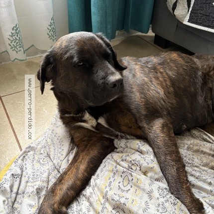 Foto 1/1 Perro encontrado Encontrado en Santiago