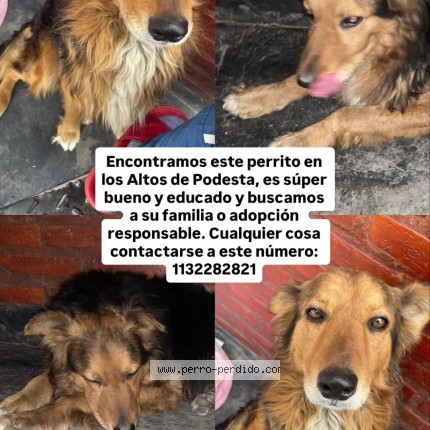 Foto 1/1 Perro encontrado Encontrado en Buenos Aires