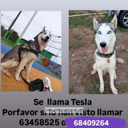 Foto 1/2 Tesla Perro perdido en Chorrera