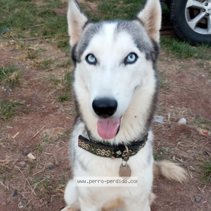Foto 2/2 Tesla Perro perdido en Chorrera