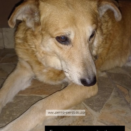 Foto 1/1 Perro encontrado Encontrado en Guaymallen