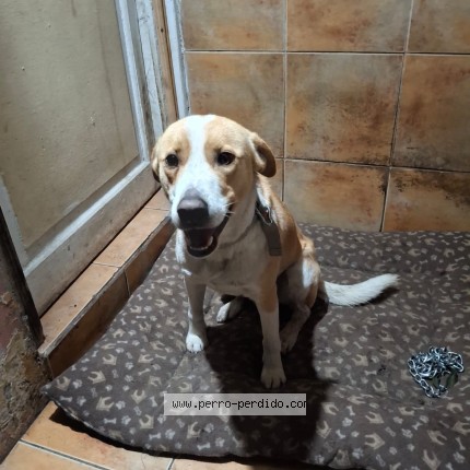 Foto 1/1 Perro encontrado Encontrado en Santiago