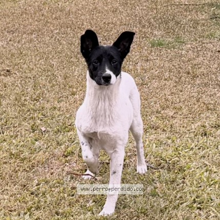 Foto 1/1 Perro encontrado Encontrado en La Union