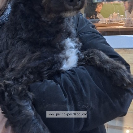 Foto de perro encontrado en Villa Gral Belgrano