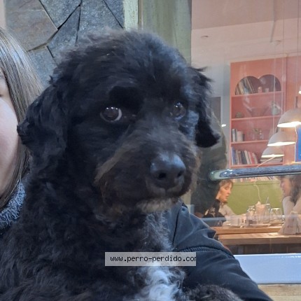 Foto 1/1 Perro encontrado Encontrado en Villa Gral Belgrano