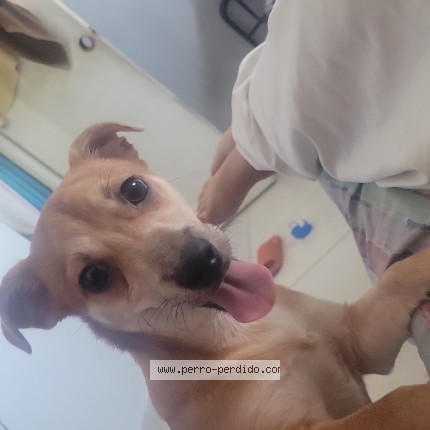 Foto 1/1 Mochi Perro perdido en Distrito Nacional