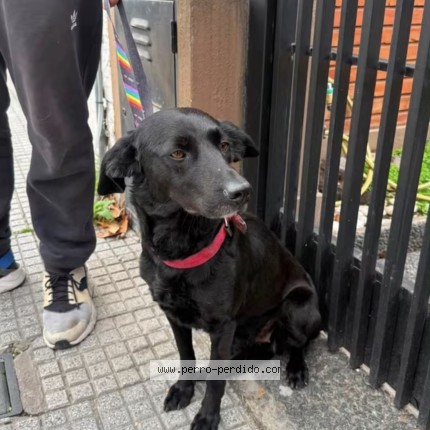 Foto 1/1 Perro encontrado Encontrado en Villa Pueyrredon