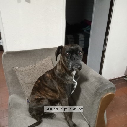 Foto 1/1 Perro encontrado Perdido en Maipu