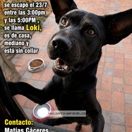 Foto 1/1 Loki Perro perdido en Lo Prado