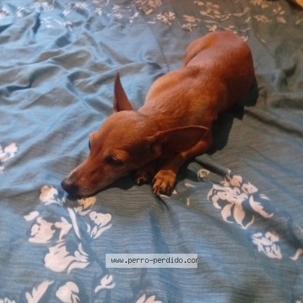 Foto 1/1 Perro encontrado Encontrado en Vigo