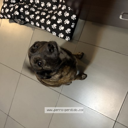 Foto 1/1 Perro encontrado Encontrado en Montevideo