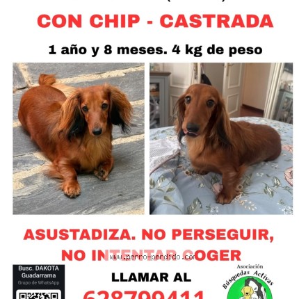 Foto 1/1 Dakota Perro perdido en Guadarrama