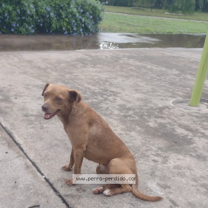 Foto 1/1 chocolate Perro perdido en San Miguel De Tucuman