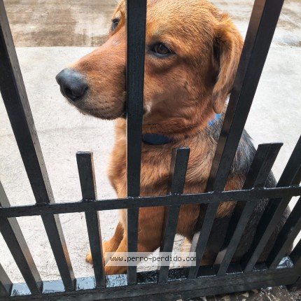 Foto 1/1 Perro encontrado Encontrado en Santiago