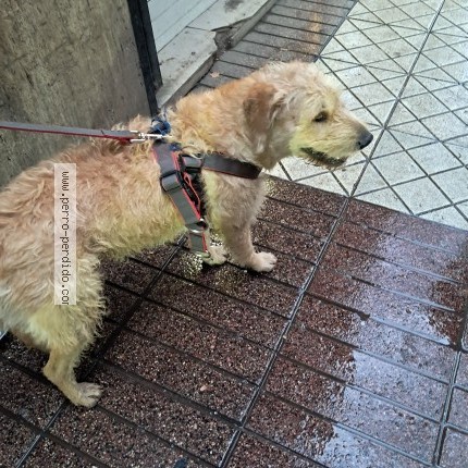 Foto 1/1 Perro encontrado Encontrado en Santiago