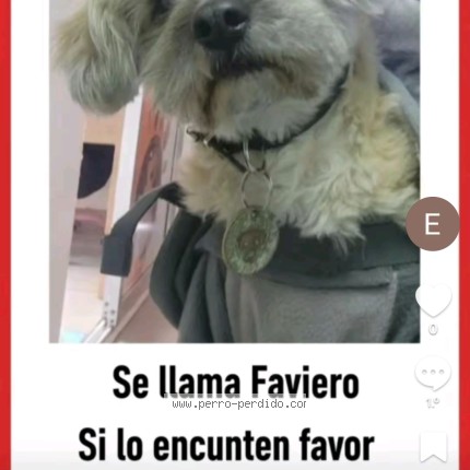 Foto 1/1 faviero Perro perdido en Calama