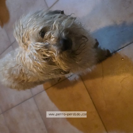 Foto 1/1 Perro encontrado Encontrado en Lujan De Cuyo